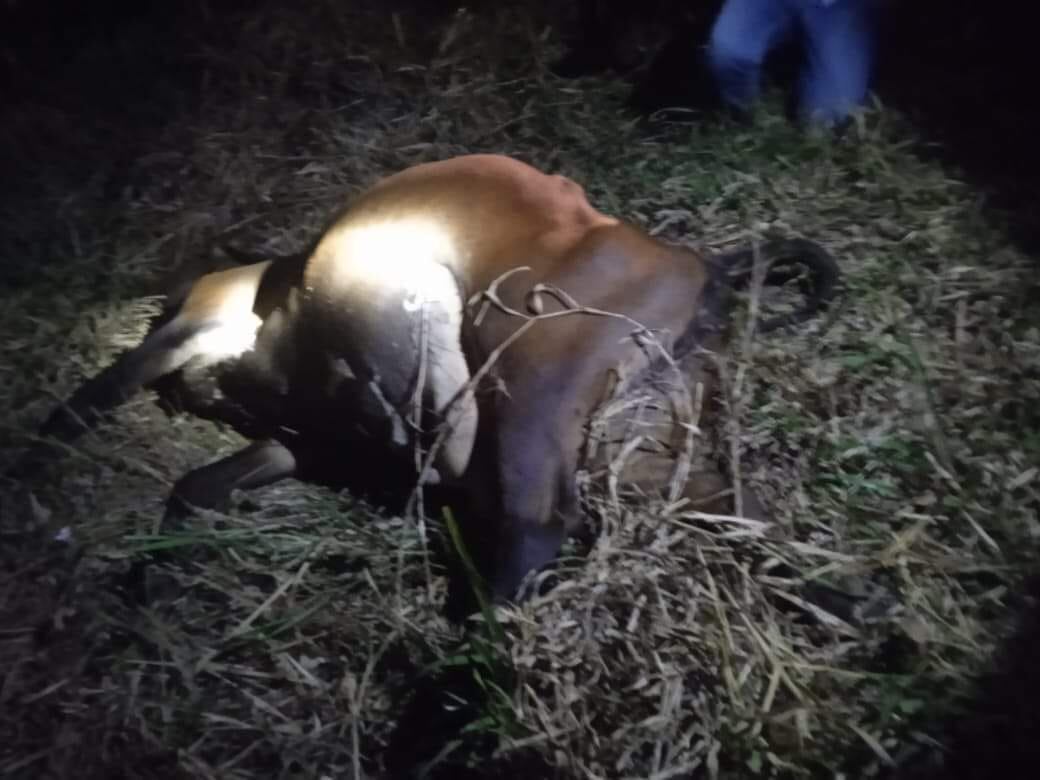 El animal se atravesó en el camino de los motociclistas.