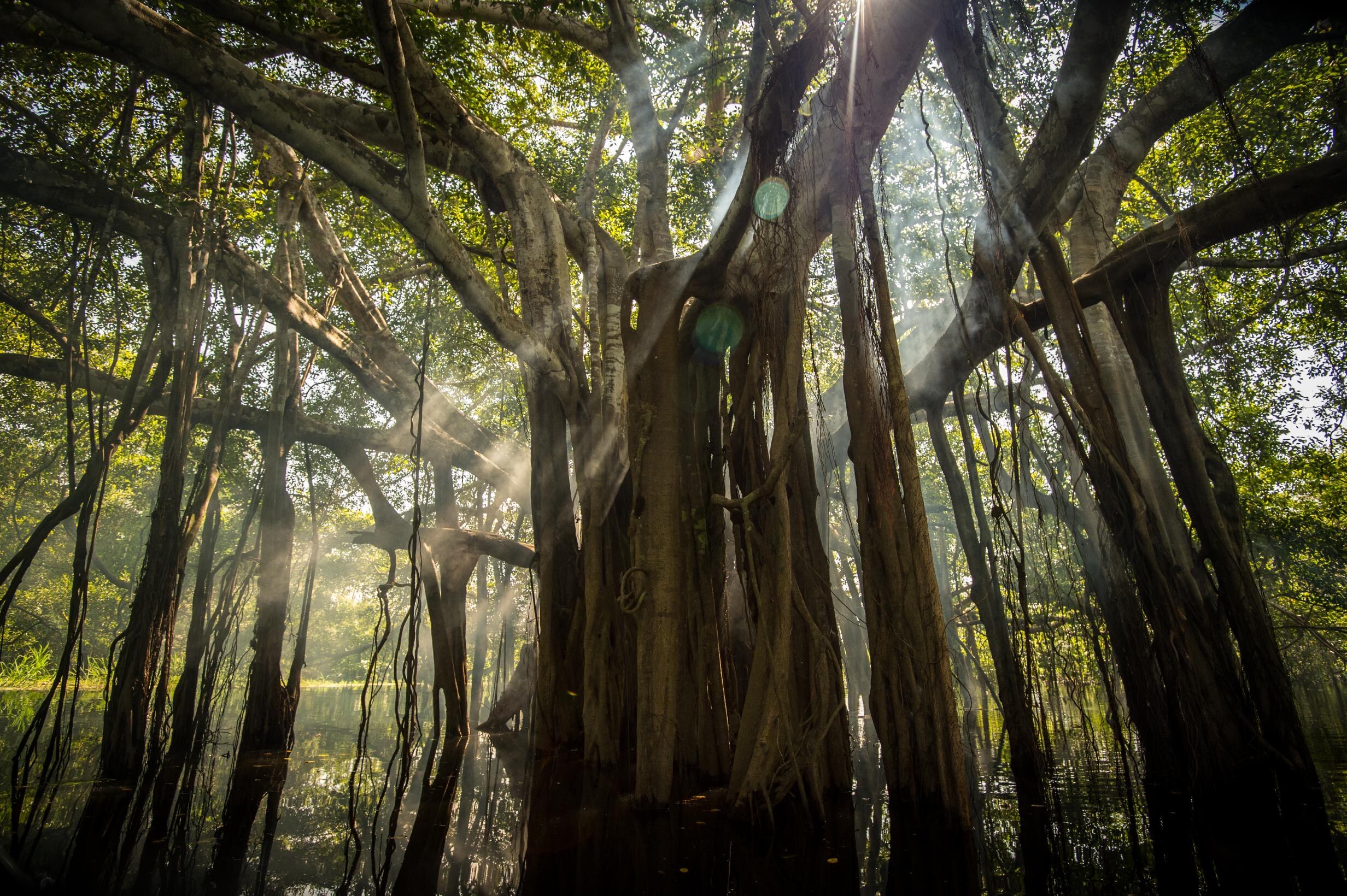 Gobernación del Amazonas