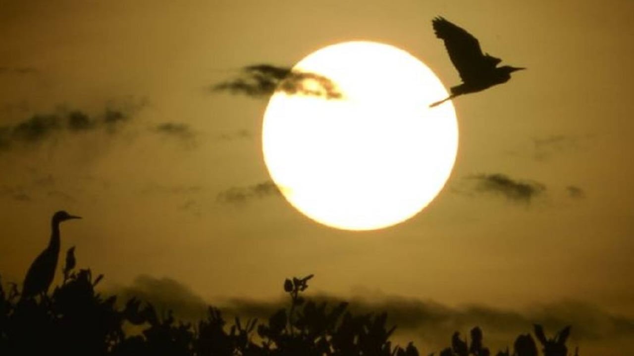 Los ciclos de luz y oscuridad y las fases lunares determinan la actividad de los animales. Foto: Chaideer Mahyuddin/GETTYIMAGES