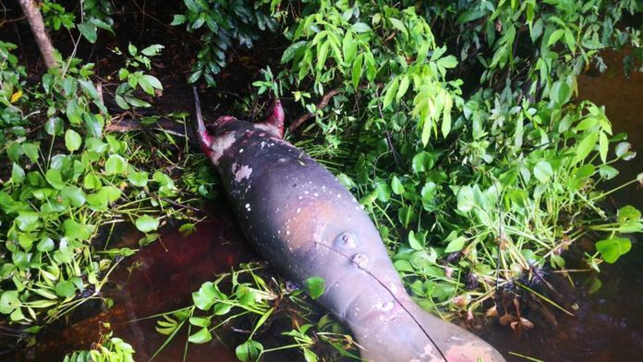 Fue hallado en el corregimiento de Campo Duro, Ciénaga de Paredes.