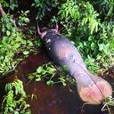 Fue hallado en el corregimiento de Campo Duro, Ciénaga de Paredes.