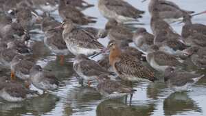 En 2009 se había monitoreado el recorrido de otro pájaro (de la misma especie) gracias a un emisor satelital.