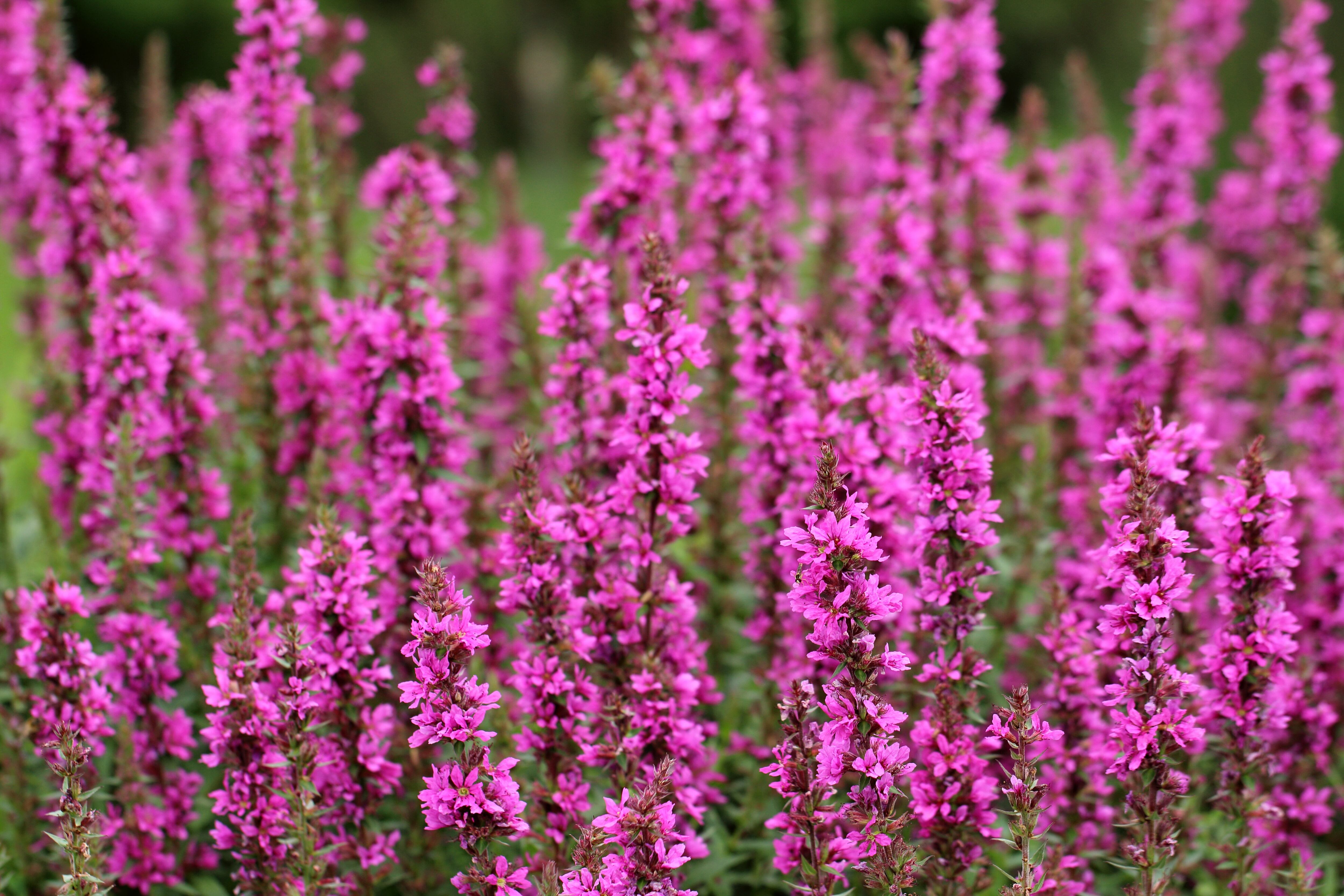 salicaria
