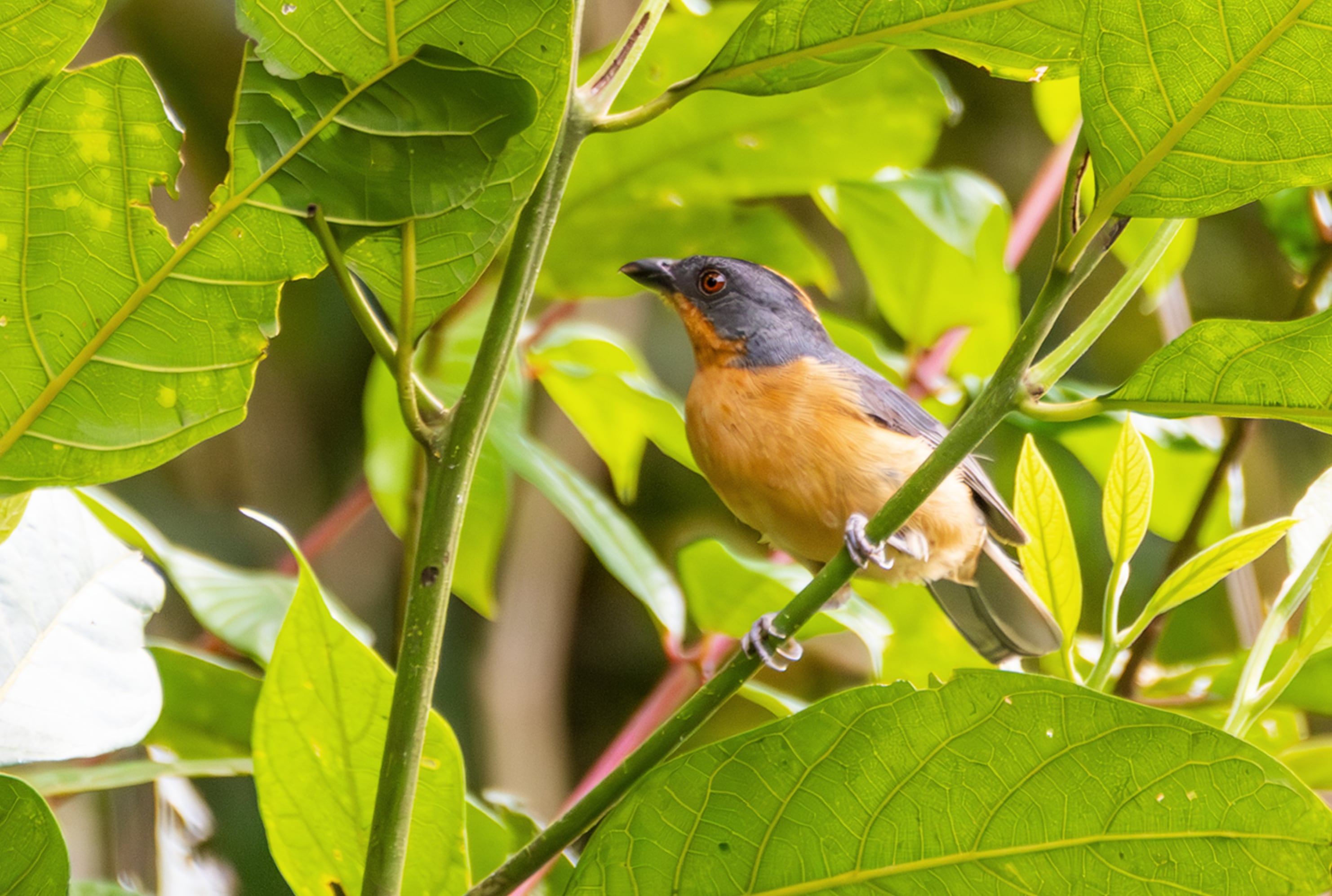 Tangara crestada Rufa (Casanare)
