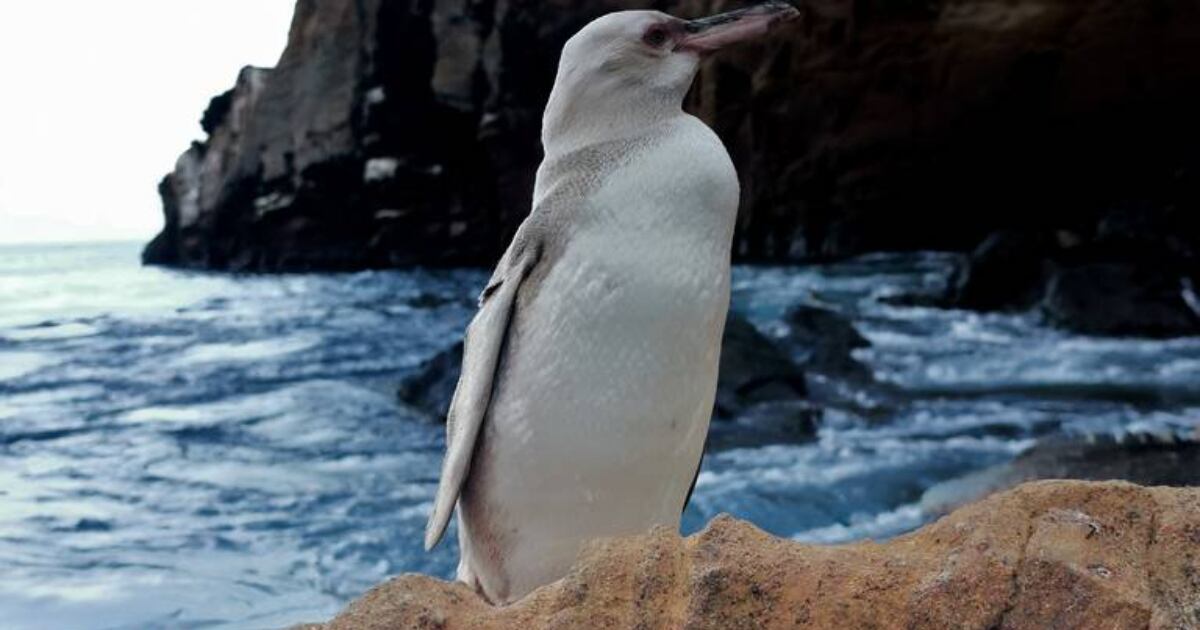 Pingüino blanco hallado en isla de Galápagos en Ecuador.