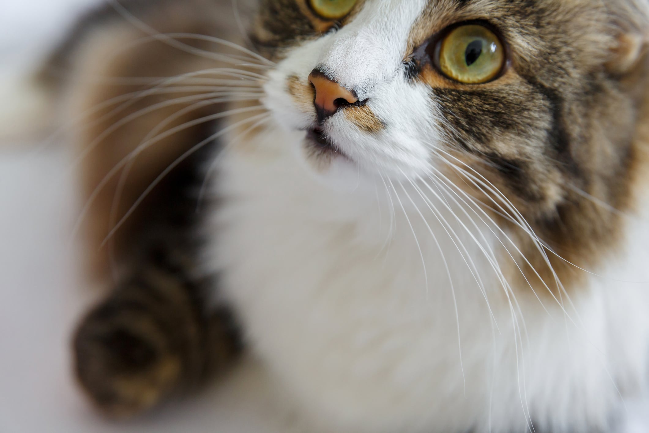 Los bigotes son muy importantes para los gatos.