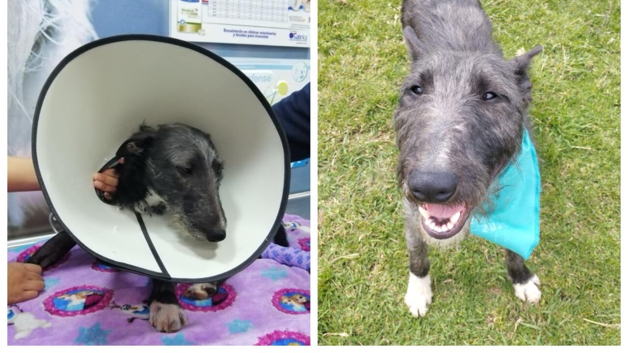 Se busca a Tayron, perrito perdido en el barrio Egipto Alto de Bogotá