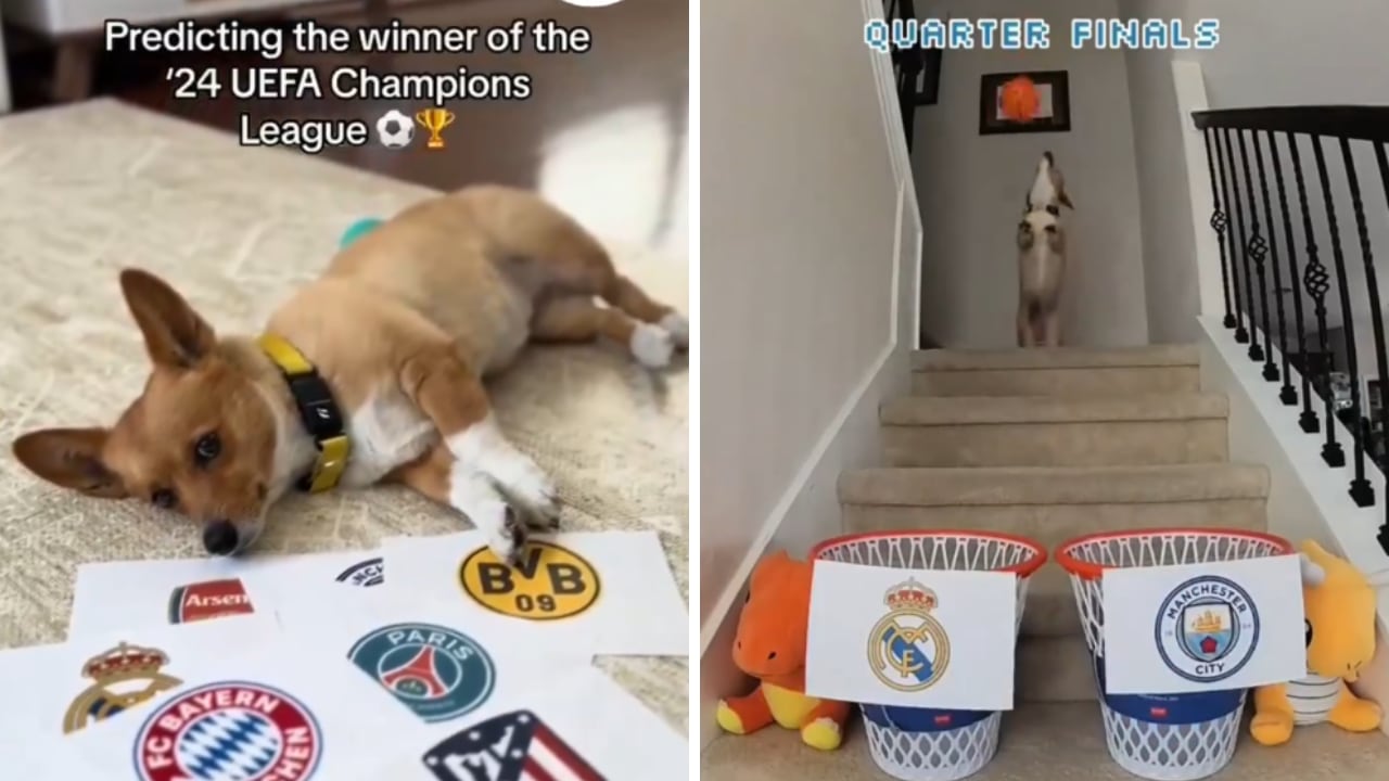 Predicción de perrito en UCL se hizo viral