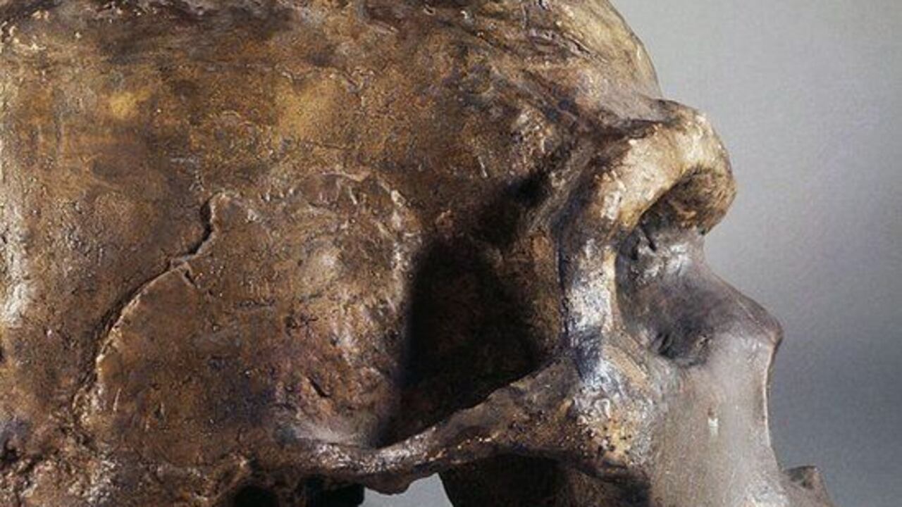Los neandertales tenían rasgos faciales distintivos, pero se han encontrado algunos cráneos con una mezcla de rasgos.