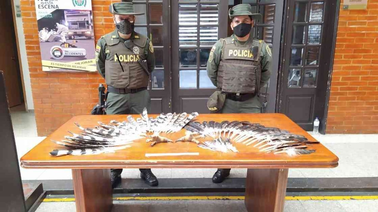 Las partes de estas especies iban a ser enviadas a través de encomienda hacia Estados Unidos. Foto: SDA