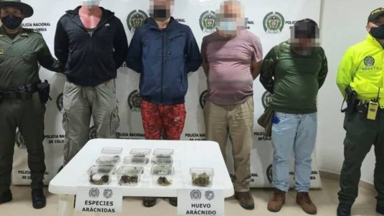 Los ciudadanos extranjeros fueron sorprendidos trasportando diferentes especies de arañas de forma ilegal. Foto: Policía Nacional - Colombia hoy.