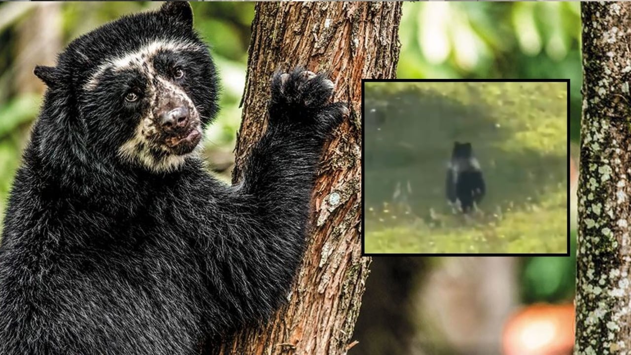 Para numerosos grupos indígenas, el oso de anteojos es un animal sagrado, un ser mágico que en algunas culturas era un vínculo entre el cielo y la tierra.