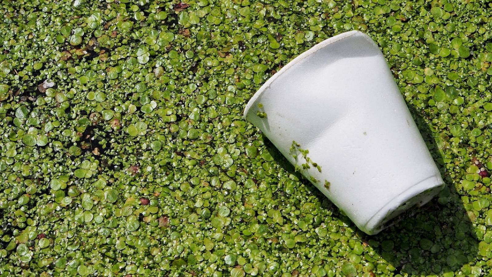 La prohibición del poliestireno tiene finalidades medioambientales. 