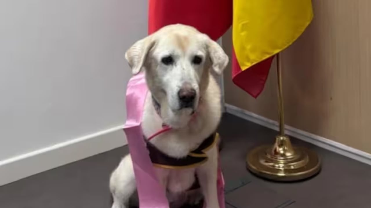Dana, la perrita de apoyo judicial en España, se retira tras años de asistencia