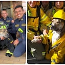 Bomberos de Bogotá integran a un perro rescatado de una alcantarilla.