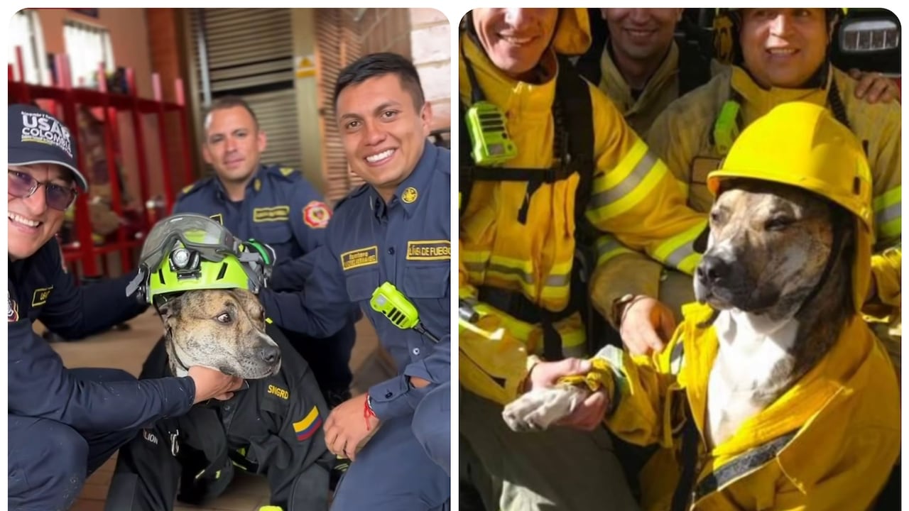 Bomberos de Bogotá integran a un perro rescatado de una alcantarilla.