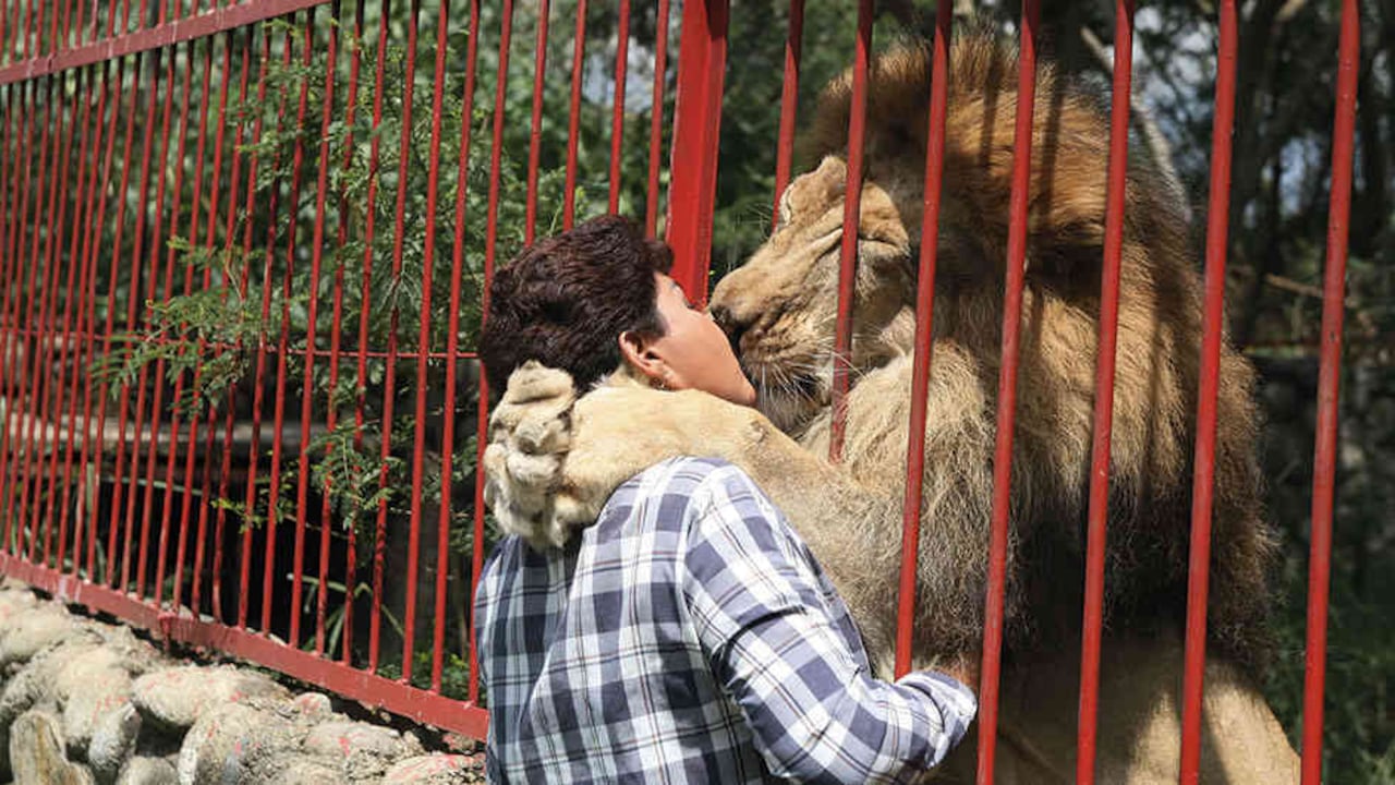 Ana Julia acostumbraba a jugar con Júpiter en su jaula. Recuerda que al león le encantan las cosquillas en la barriga.