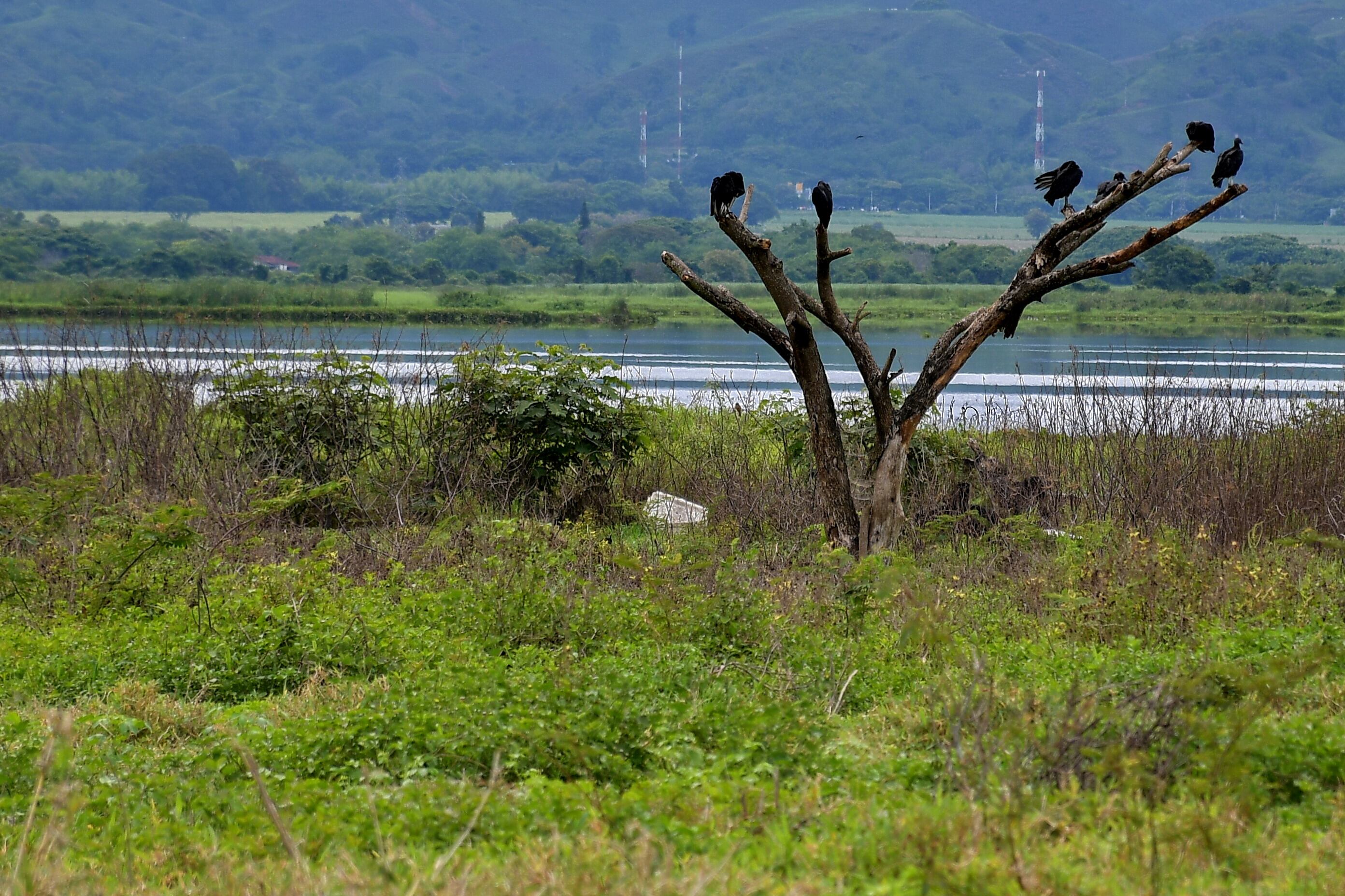 Alerta en Yotoco: Muerte masiva de peces en la Laguna de Sonso Un desolador panorama ha impactado a los habitantes de Yotoco, donde recientemente se ha reportado la muerte de miles de peces en la Laguna de Sonso.
