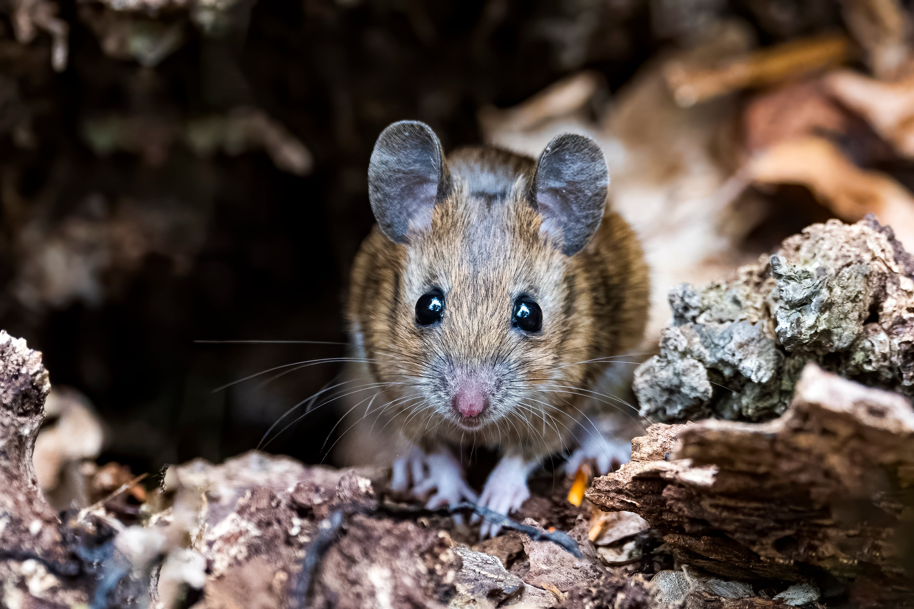 Ratones pequeños
