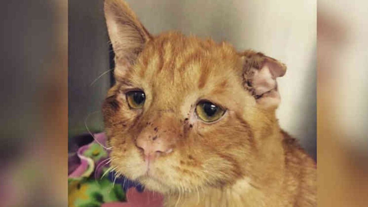 Instagram @benbencatcat