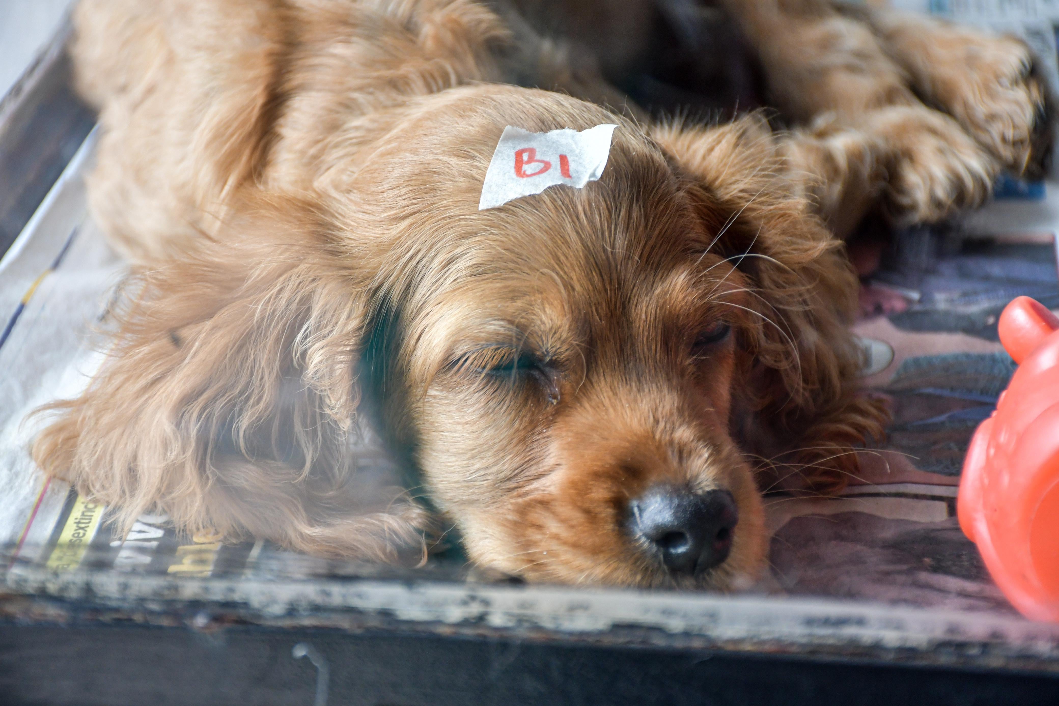 Operativos del Idpyba terminaron en desmanes y bloqueos.