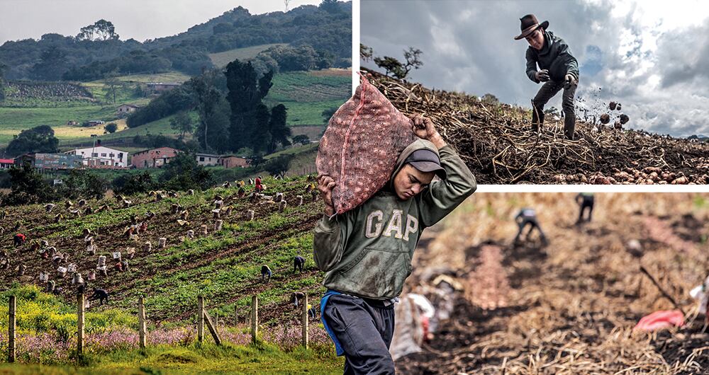 La crisis de la papa_2