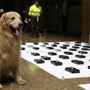 Los caninos antinarcóticos hicieron parte del operativo donde se incautó la droga.