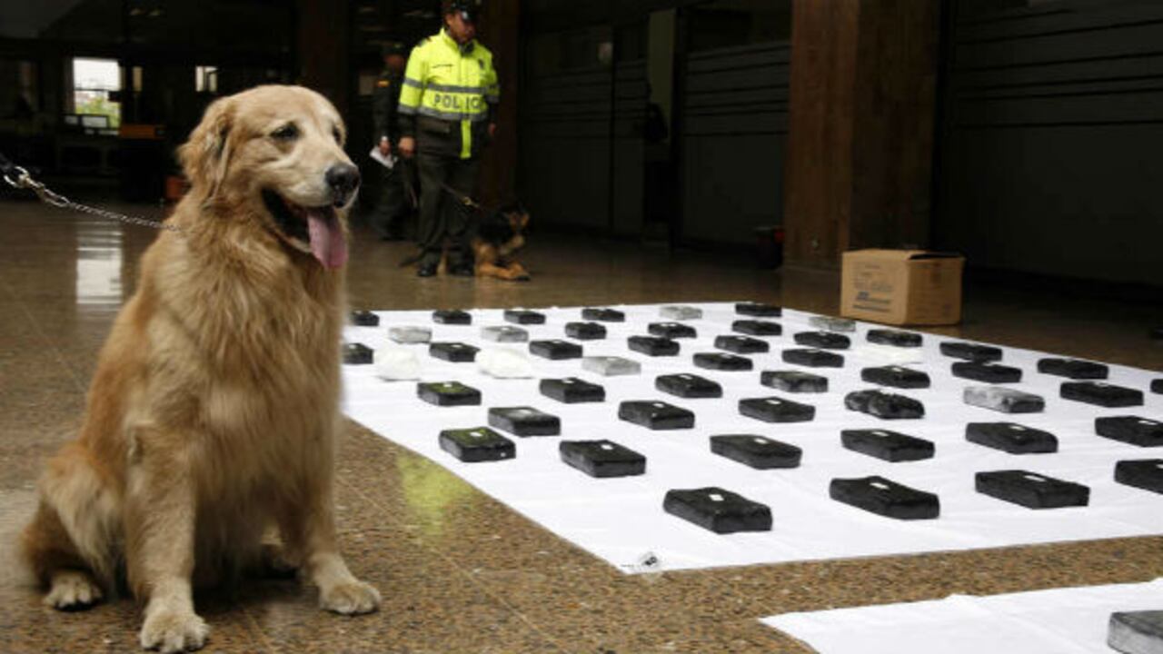 Los caninos antinarcóticos hicieron parte del operativo donde se incautó la droga.
