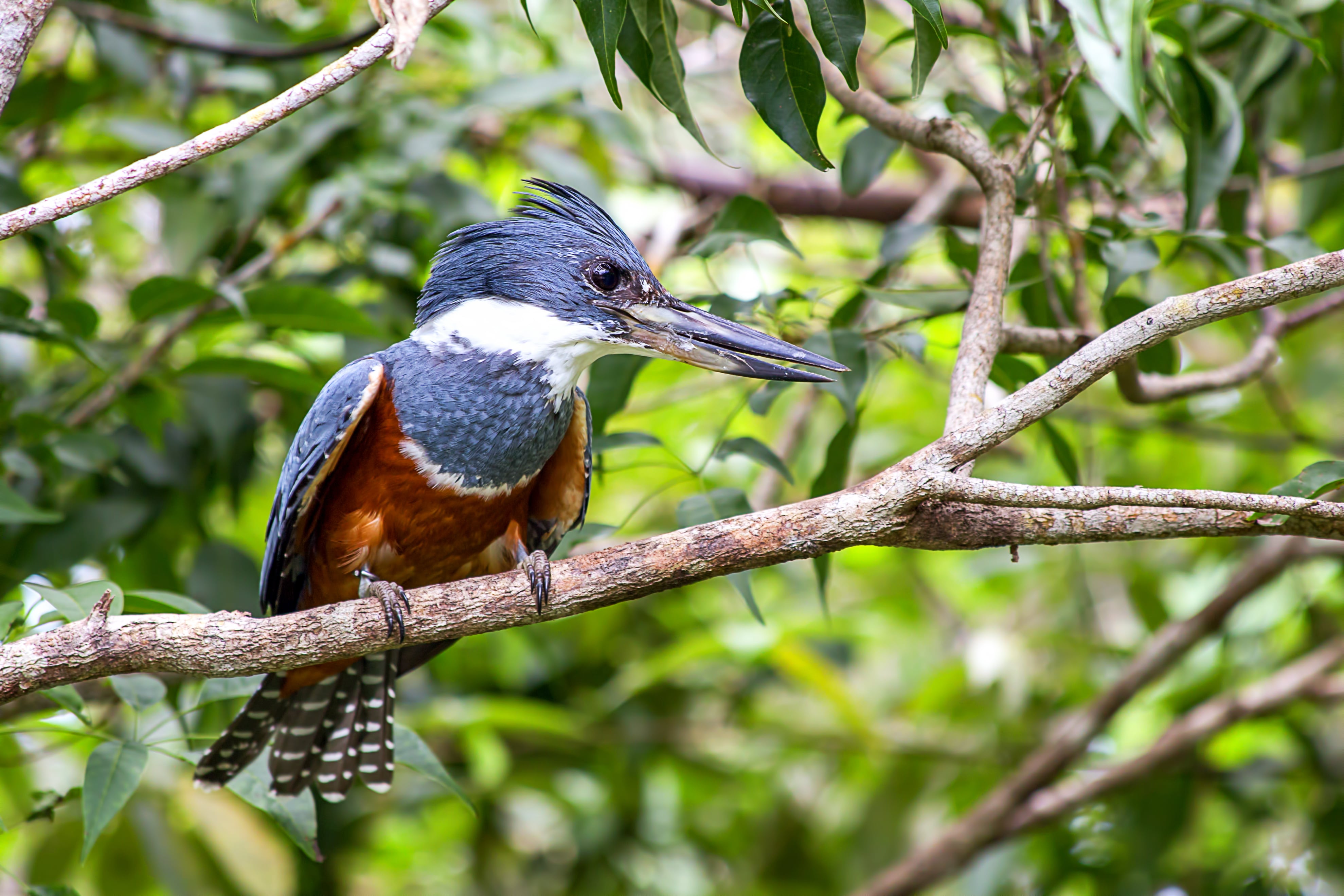 Este Martín pescador (Megaceryle torquata) descansa sobre una rama en un bosque del Caribe colombiano. Un ejemplar de la especie reapareció en Bogotá en 2020, luego de cinco años de no haberse registrado su presencia en la capital del país. El avistamiento fue en el humedal de Córdoba, en Suba. Resultó fácil reconocerlo por su largo pico, collar blanco, vientre rojizo y su cabeza adornada con una cresta.