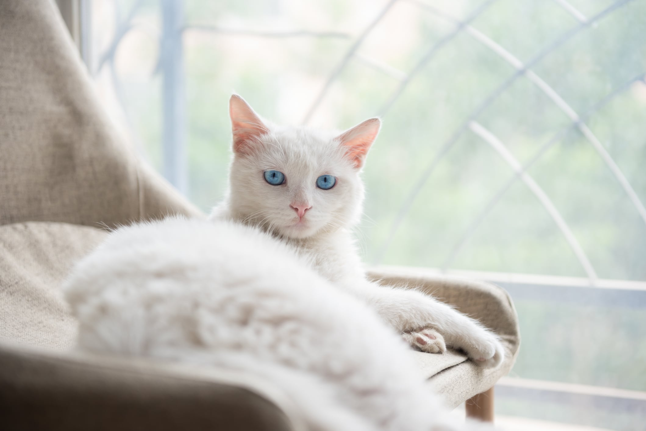 Los gatos blancos tienen varias particularidades.