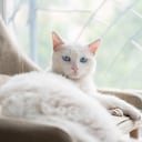 Los gatos blancos tienen varias particularidades.