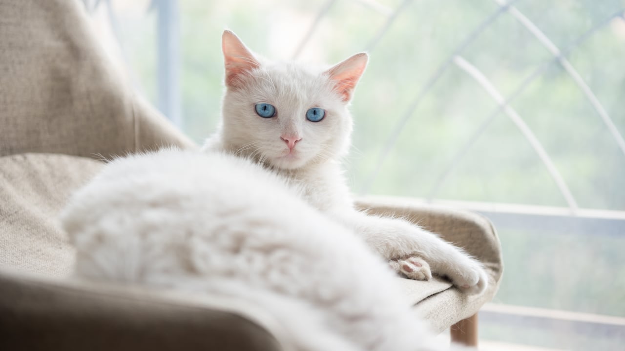 Los gatos blancos tienen varias particularidades.