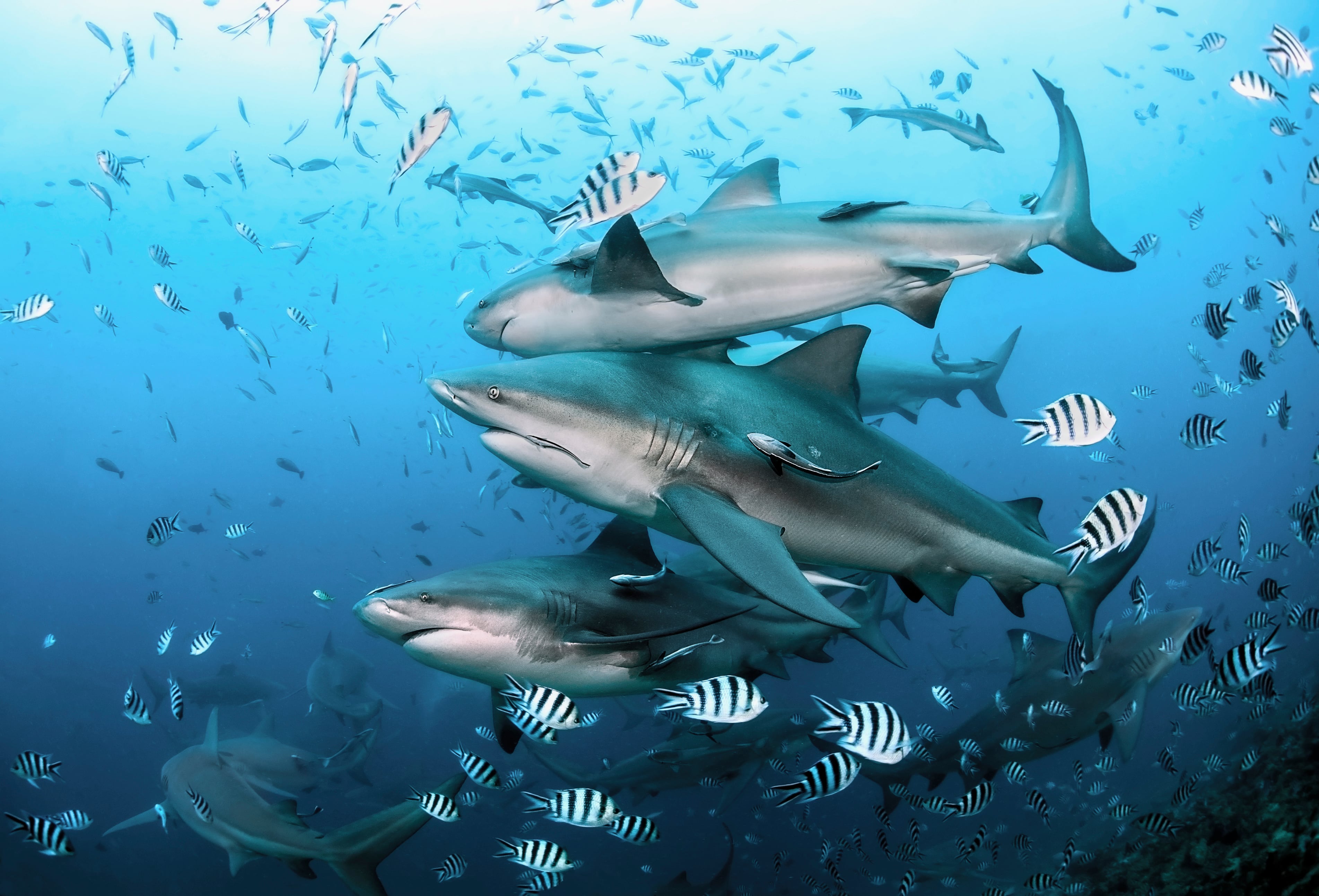 Durante seis años estudiaron tiburones y hallaron algo inesperado sobre su comportamiento.