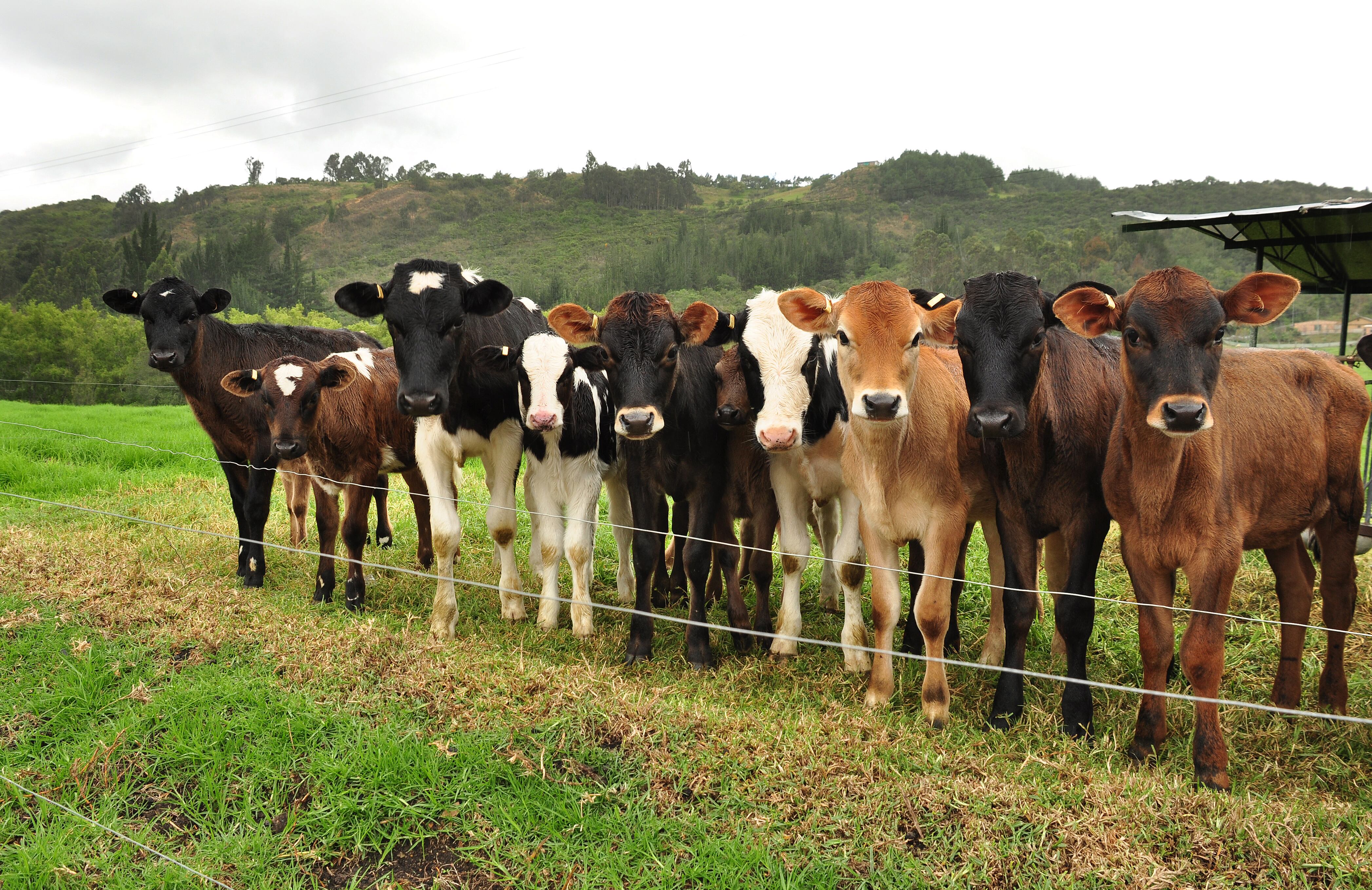 Ubaté produce más de 70 mil litros de leche al día.