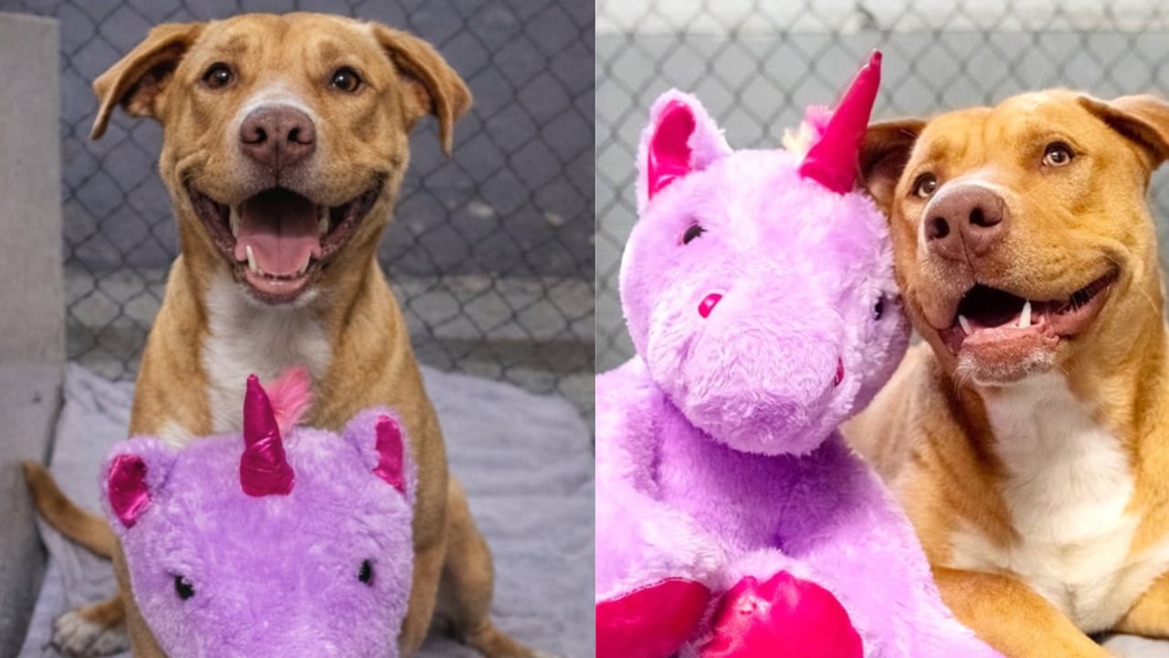 Perro robó cinco veces el mismo peluche hasta ser adoptado.
