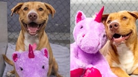 Perro robó cinco veces el mismo peluche hasta ser adoptado.