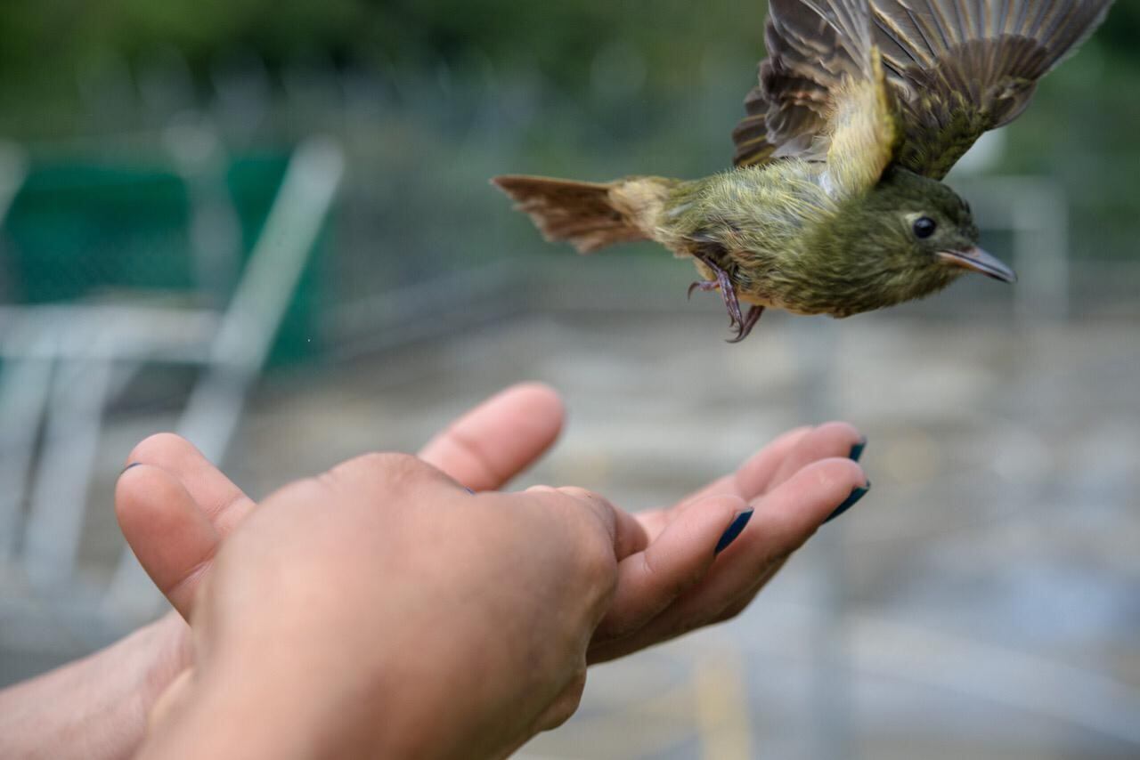 Seis ciudades participarán en el City Nature Challenge
