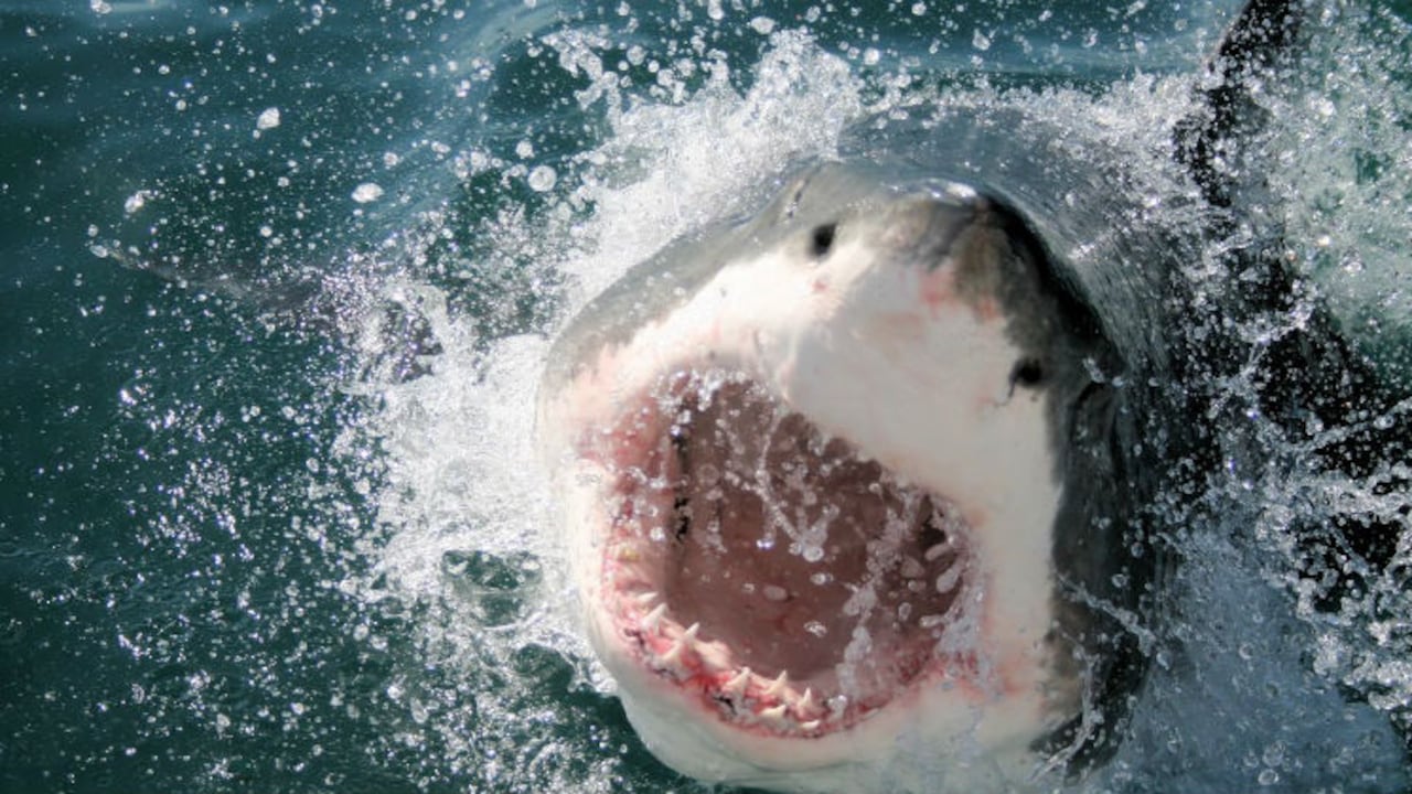 No es normal que los tiburones ataquen a seres humanos.
