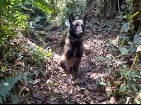 Thanos, el perro antiexplosivos asesinado por las disidencias de las Farc al caer en un campo minado en Cauca.