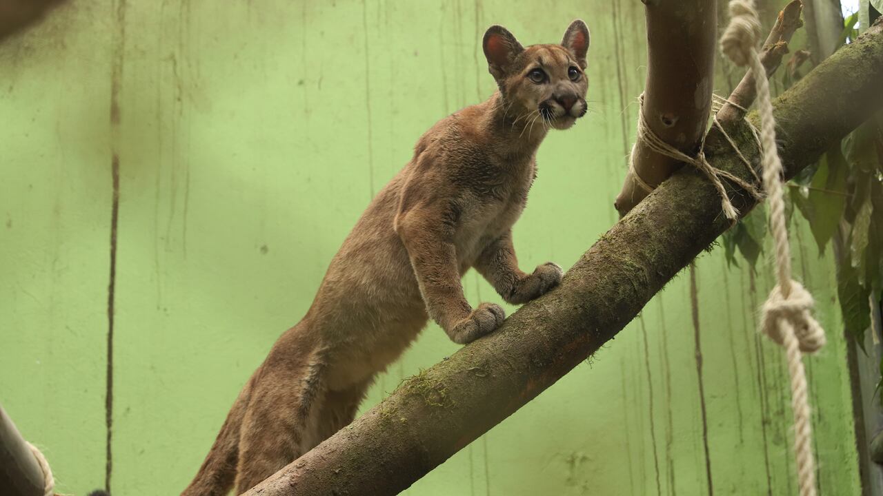 Puma hembra rescatada en Bogotá, fue reubicada en Boyacá