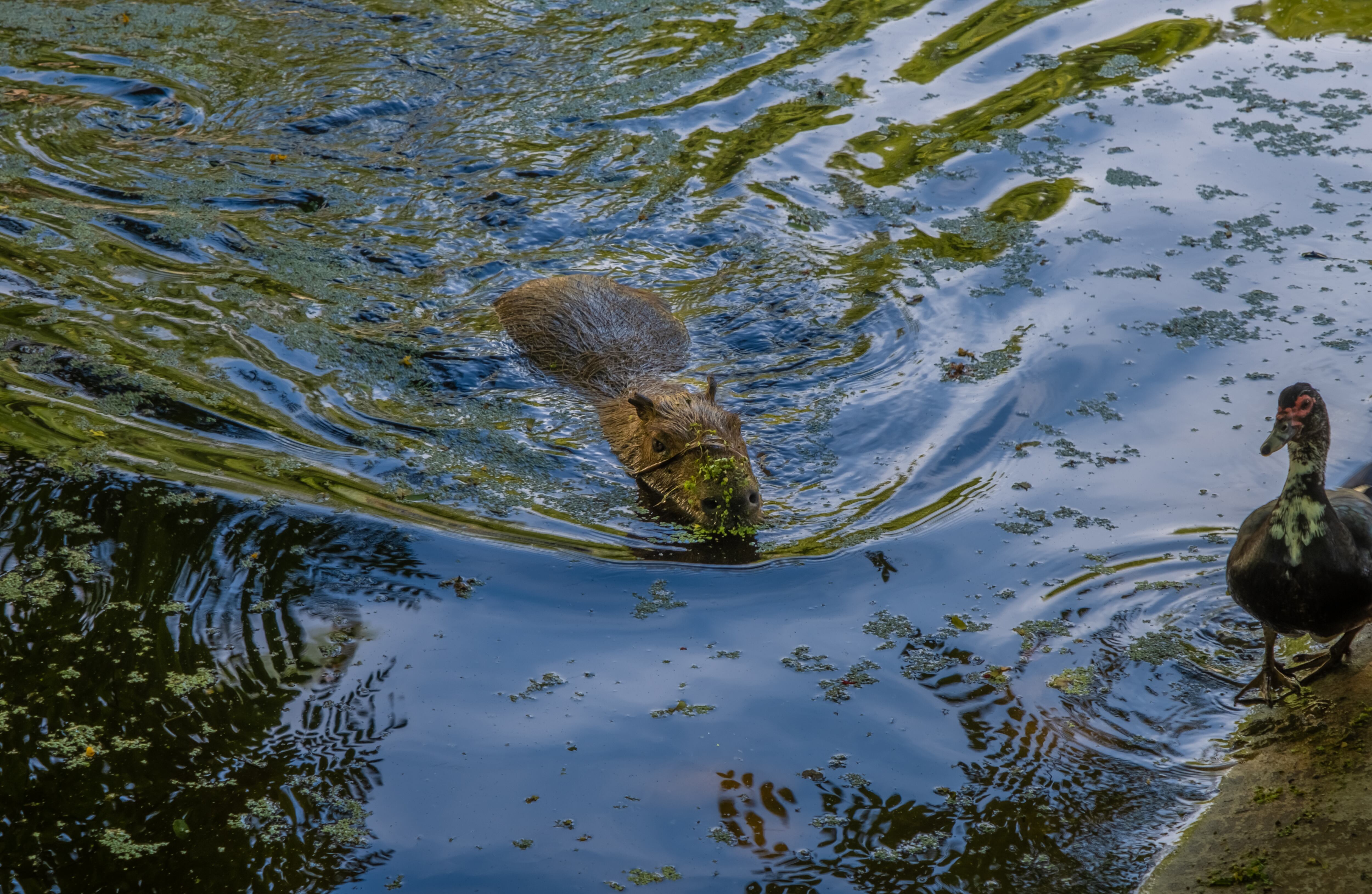 Este año el chigüiro fue el invitado especial del Quinto Mercado Campesino y Feria Municipal de Emprendimiento de Casanare, con el fin de visibilizar la posibilidad de hacer una producción sostenible de su carne. En Colombia, iniciativas en las regiones proyectan consolidar el mercado de productos procesados a partir de este animal, como embutidos bajos en grasas.