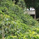 Autoridad ambiental y comunidades trabajan en la protección y conservación de cientos de especies en el departamento.