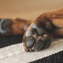 Imagen de referencia. Perro, mascota, animal.