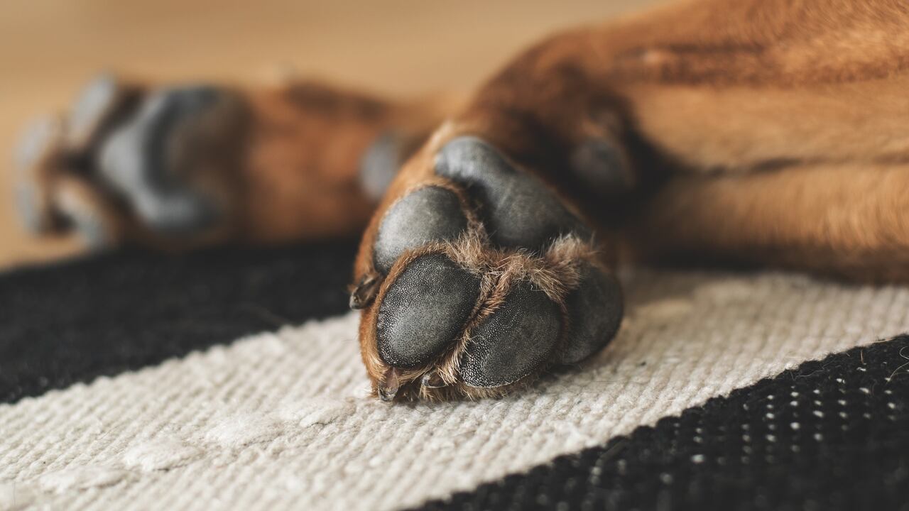 Razas de perro que tienen menos esperanza de vida.