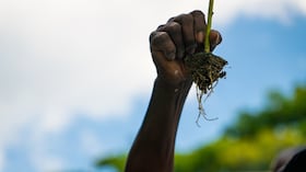Proyecto de cultivo y transformación de yuca en Santander de Quilichao, Cauca.