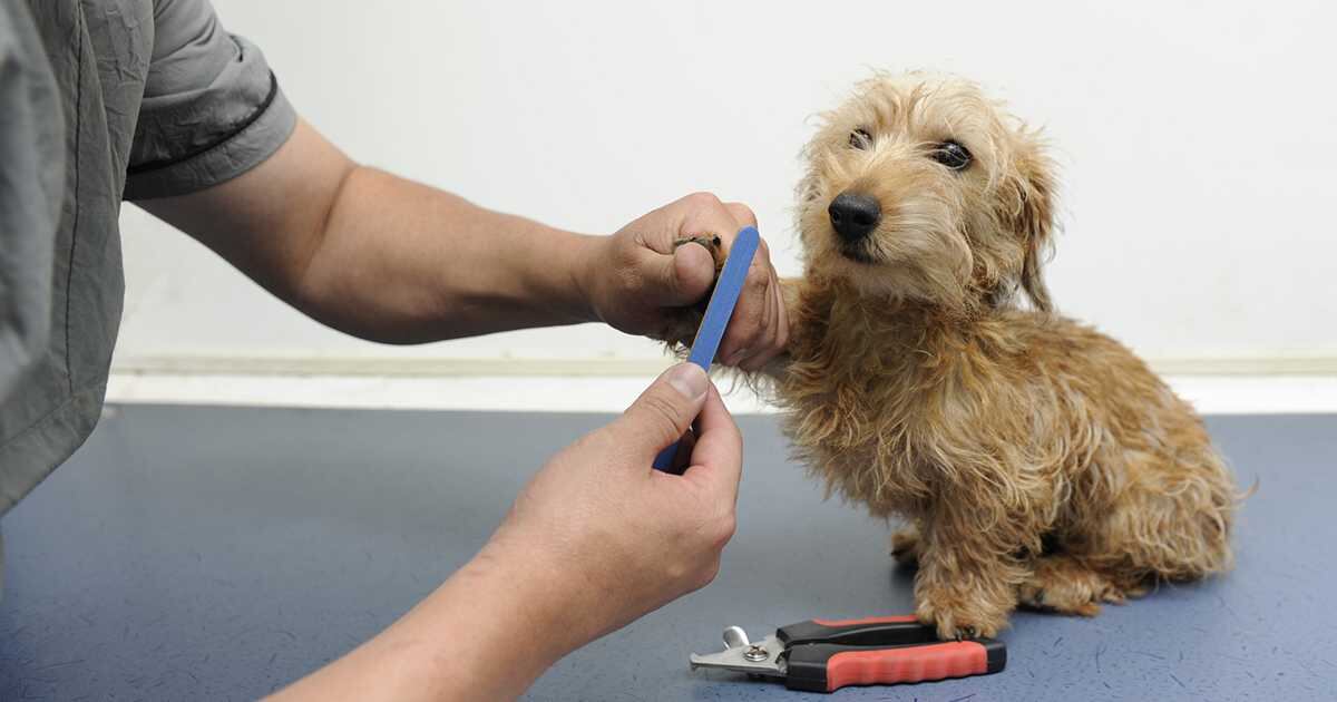 Cortar uñas a los perros.