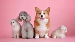 Perros y gatos son los animales domésticos por excelencia.