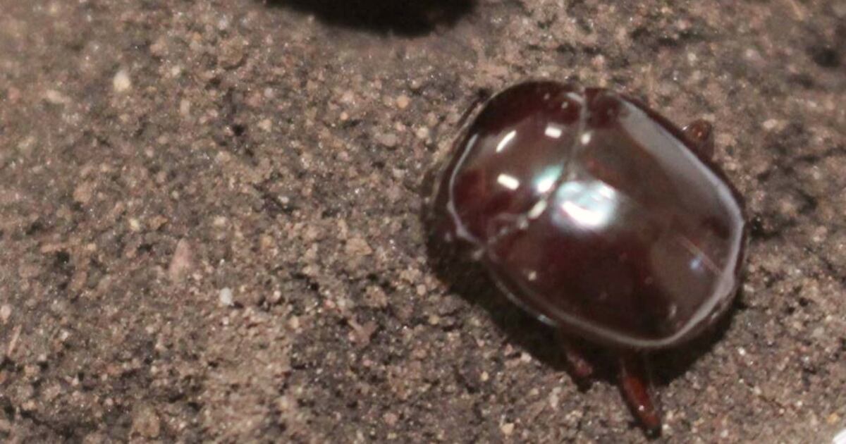 Escarabajo coprófago de los Llanos Orientales de Colombia.