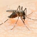 ¿Cuáles son los principales síntomas del dengue?