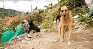 En la zona de invasión del barrio San Cristobal, 25 perros quedaron desamparados por que su dueño, José Hernando Peralta, falleció dentro de su lote y los dejó a la deriva. Foto: Karen Salamanca / SEMANA
